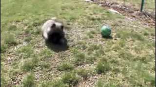 Dog Breeds - Keeshond. Dogs 101 Animal Planet