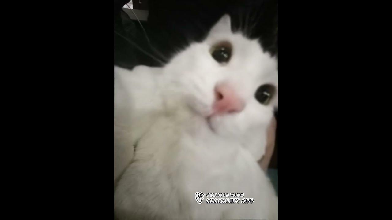 кот шайба - YouTube