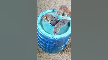 Easy And Smart Way To catch The Mouse | Simple Homemade Mouse Traps Part 02