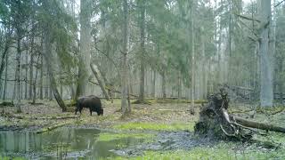 European bison in the rainy Bialowieza forest.Wildlife in Belarus #cameratrap