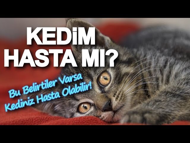 Kediler Hakkinda Bilgiler Kedinin Hasta Oldugunuz Nasil Anlariz Youtube