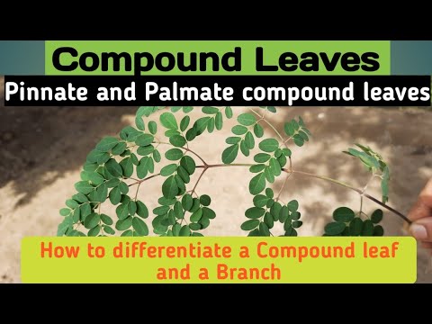 Learn How To Recognize Compound Leaves