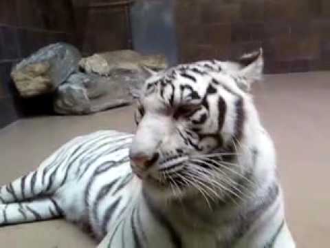 White Tiger at Omaha Zoo