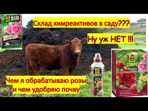 Что необходимо розам для здоровья и обильного цветения весь сезон