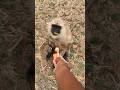 “Hungry Langur Runs to Me for Biscuit &amp; Lollipop 😱🍭 | Unexpected Monkey Moment 2026”