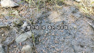 토하새우의 때죽음