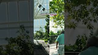 Step Inside A Tropical Paradise Rainforest Magic Awaits