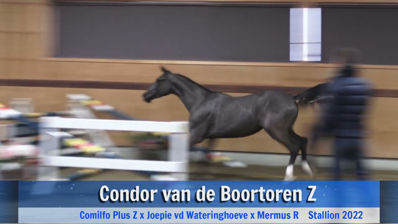 Condor van de Boortoren (jumping)
