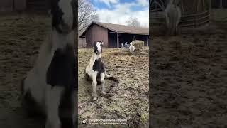 #gypsyvanners #gypsyvanner #gypsycob #gypsycobs #fillies  #trudystuchlik #discovernewhealthplans
