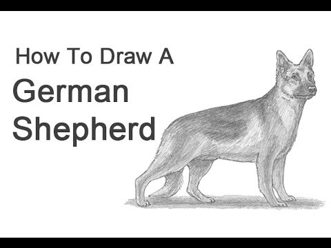 How to Draw a Dog (German Shepherd)