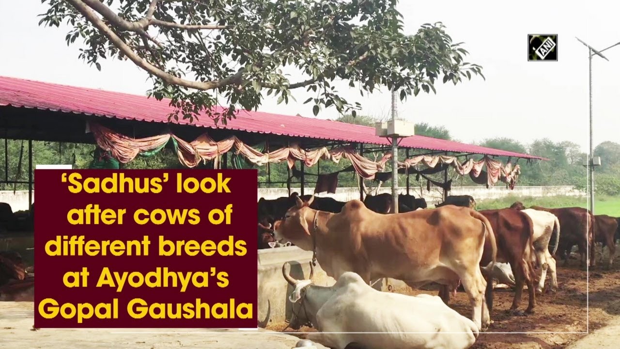Sounds of Nathdwara | Gaushala
