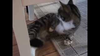 Cat with epileptic seizure (Katt med epileptisk anfall)