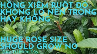 HỒNG XIÊM RUỘT ĐỎ KHỔNG LỒ NÊN TRỒNG HAY  KHÔNG HUGE ROSE SIZE SHOULD GROW NO #211|Giải Trí Miền Tây