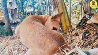 Puppy Bueatiful Moments, Pets 4 You