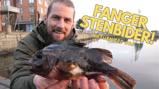 STENBIDER FISKERI !!!! + VINDER TRÆKKES AF MARTS FANGSTERNE // NATURNØRD 585