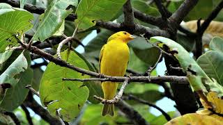 One hours of Relaxing sound of the canary bird near small waterfall screenshot 2