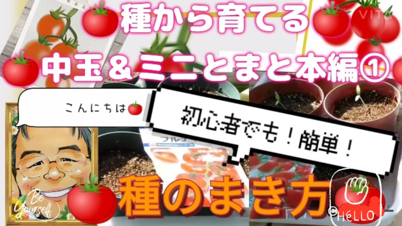 中玉トマト ミニトマト本編 かんたん種まき 種のまき方 種から育てる 中玉とまと ミニとまと 初心者でも簡単 育て方 Youtube 中玉トマト ミニトマト本編 かんたん種まき 種のまき方 種から育てる 中玉とまと ミニとまと 初心者でも簡単 育て方 Youtube
