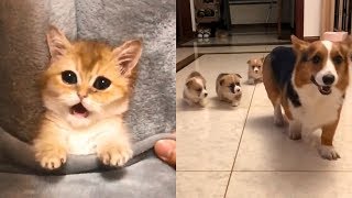 🤣Cute And Funny Cats 😺 Dogs 🐶 Videos Compilation Best Moment of the Animals # 5   CuteAnimalShare by CuteAnimalShare 5,406 views 5 years ago 5 minutes, 40 seconds