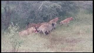 Hyenas Took The Kill From The Lioness In The Maasai Mara.