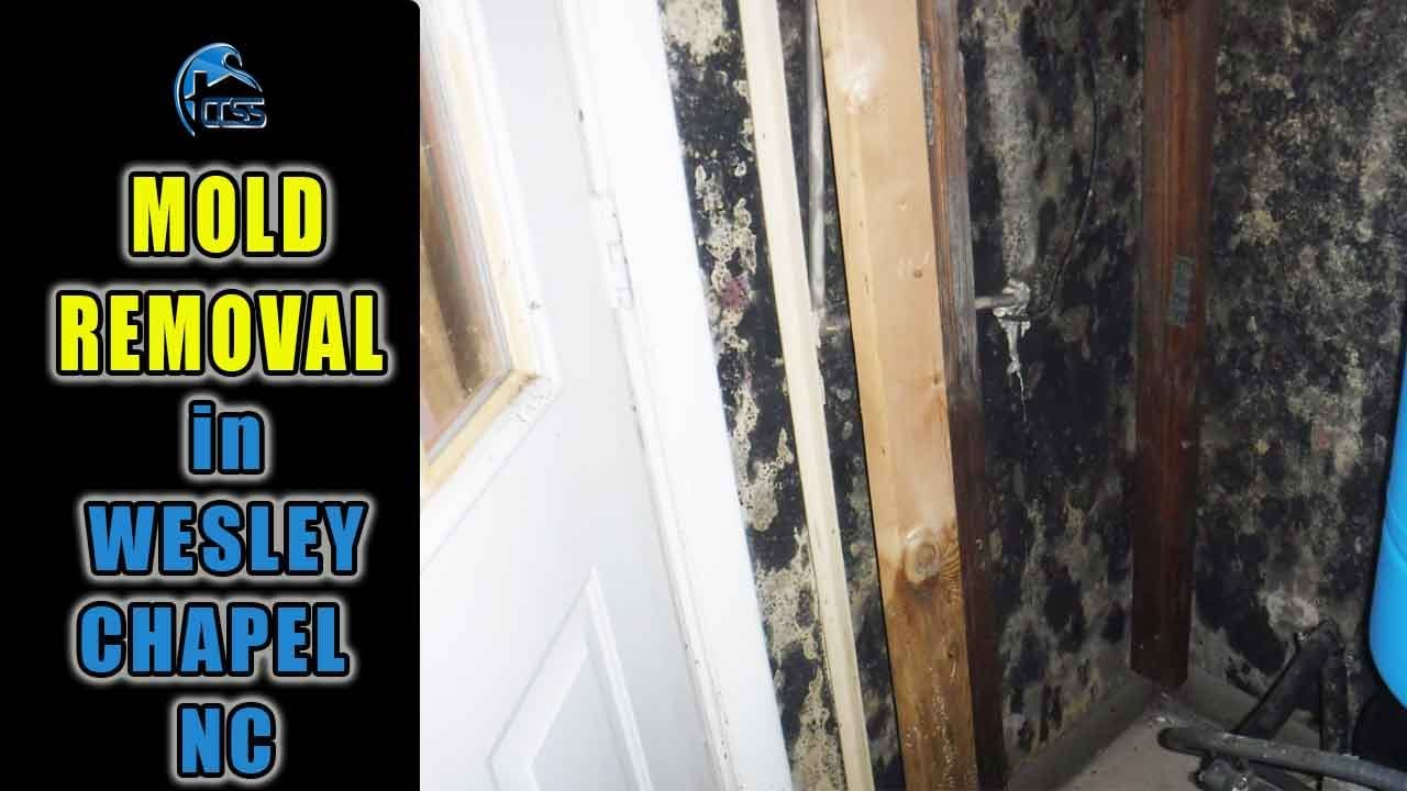 Mold Removal Service - Wesley Chapel NC  Charlotte Crawlspace Solutions  704.989.8219