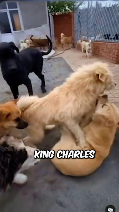 King Charles: The Most Alpha Dog🔥💀