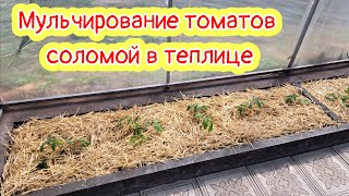 Мульчирование томатов в теплице соломой. Почему я это делаю!