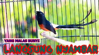 MURAI BATU BONGKAR ISIAN, PANCINGAN MURAI BATU DIAM MACET BUNYI LANGSUNG NYAMBAR