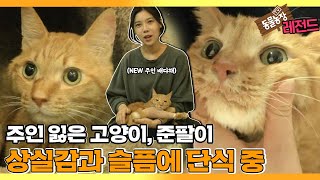 [TV 동물농장 레전드] ‘주인 잃고 단식 중인 고양이, 준팔이’ 풀버전 다시보기 I TV동물농장 (Animal Farm) | SBS Story