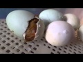 Runner Duckling Hatching from Egg - Narrated