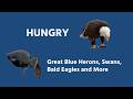 Great Blue Herons, Tundra Swans, Bald Eagles and More Waterfowl