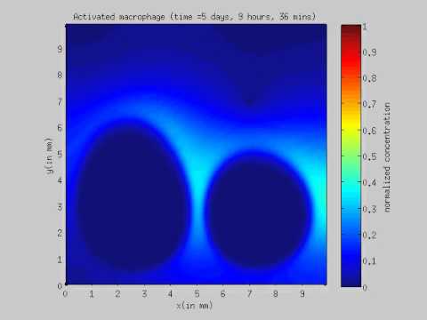 Spatial dynamics of activated macrophage - simulation 4