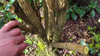 Pruning Mahonia