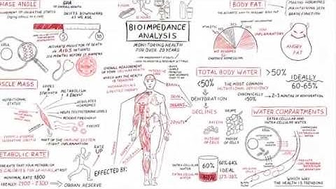 Bio Impedance. Analysis Explained - Men