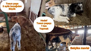 TOSUNPAŞAYI 1 TON YAPMAK / BELÇİKA MAVİSİ TOSUNPAŞA