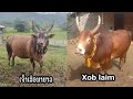 Nyuj Sib Nraus Nyob Zos Kaushais 19 7 2025 Nyuj Sib Nraus Nyob Zos Kaushais 19 7 2025