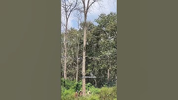 cutting down a teak tree with a Stihl MS 250 chainsaw part 6 #woodworking #feedshorts