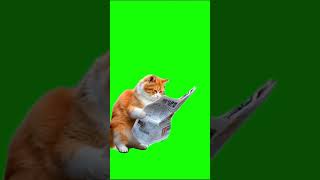 What Happens When A Cat Tries To Read The News? Dancing Cat Meme Green Screen