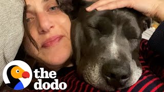 Rescue Pittie Gets A Christmas Surprise Two Years In A Row | The Dodo