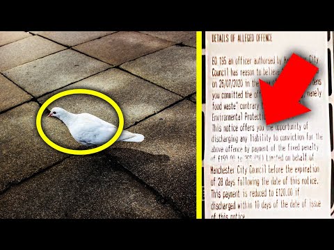 Woman Feeds Crumbs To Pigeons, Then Receives A Note That Changes Her Life