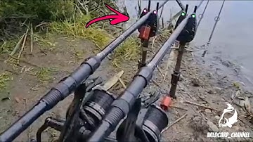 Carp Run COMPILATION! The BEST of 2021! Part 16!