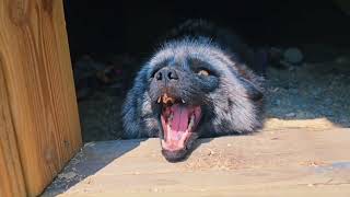 I tried to introduce a baby fox to Ruby fox