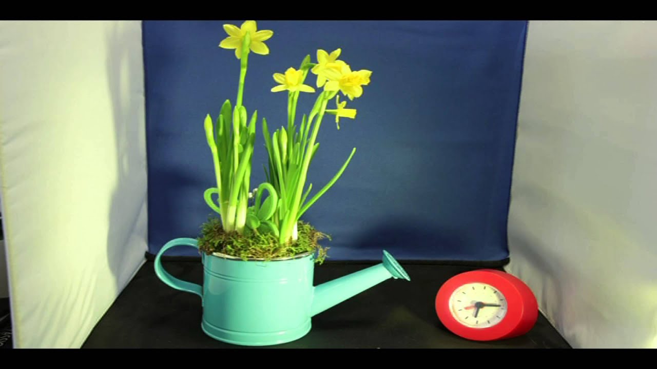 Narcissus flower blooming 46 hours time lapse YouTube