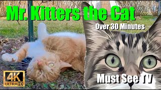 Mr. Kitters the Cat 📣🐈 Must See TV for cats and humans! 😻🍿📺 A Day in the Life of a Cat