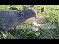 paloma picazuró comiendo pan del cebadero