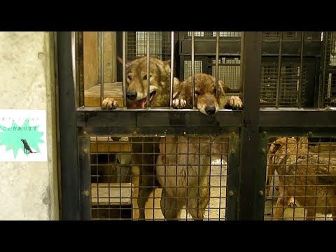 タイリクオオカミ 日本 めっちゃハイテンションなオオカミたち(多摩動物公園)Hyper Wolf