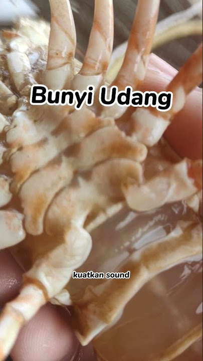 Rahsia Bunyi Udang Sebenar #shorts