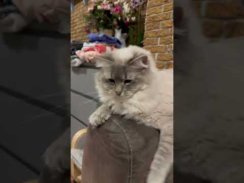 Котик Регдол #cat #shorts #отдых #весело #котики #красота
