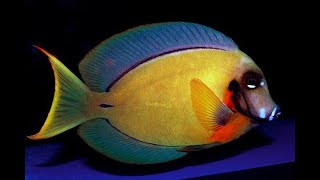 видео:  картинка: