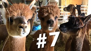 #7 ~ Top 10 Reasons Why I Chose Alpacas