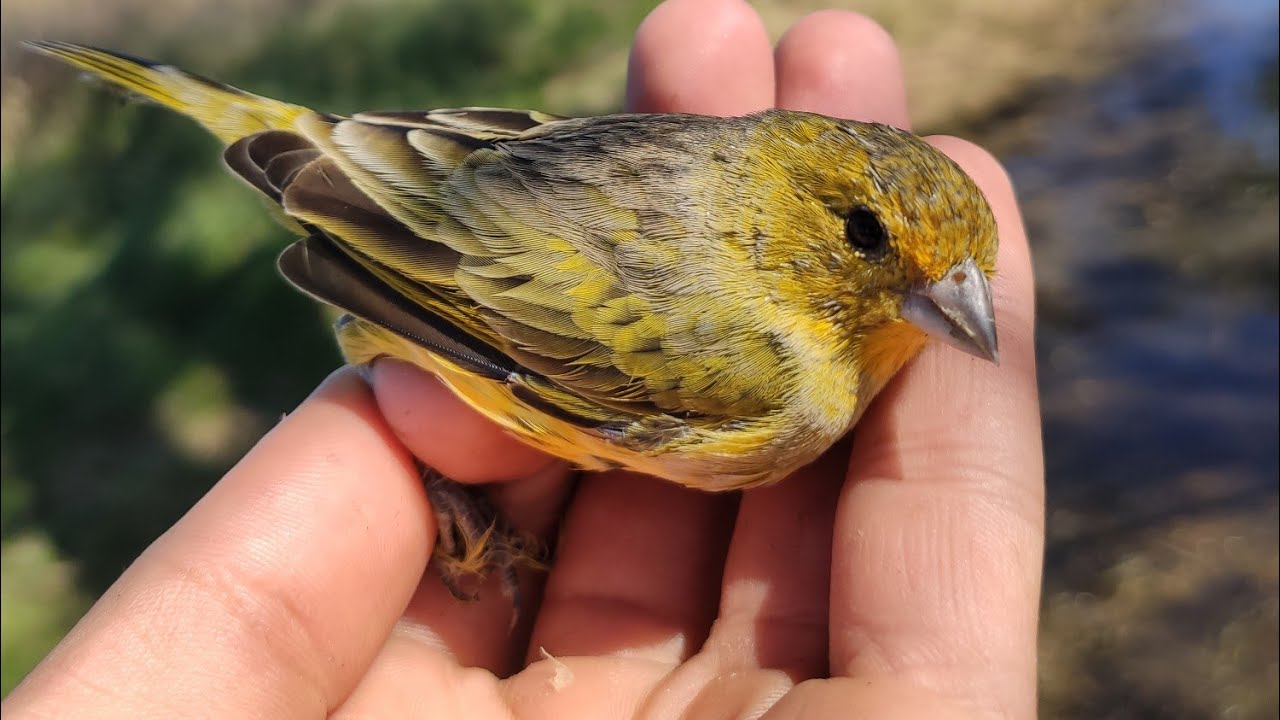 Aventura de cazerias! Mistos jilgueros chingolos cabesitas y más!